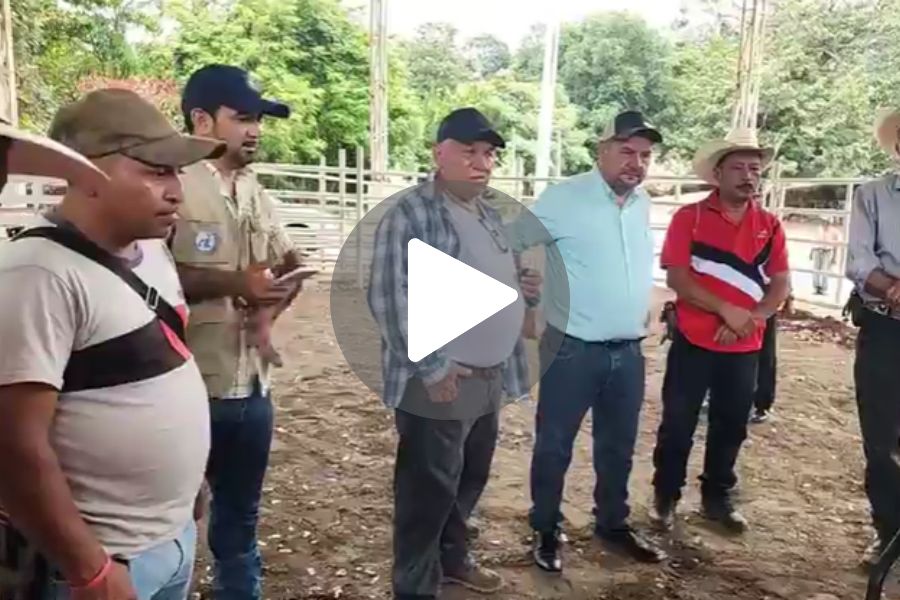 Ver video
